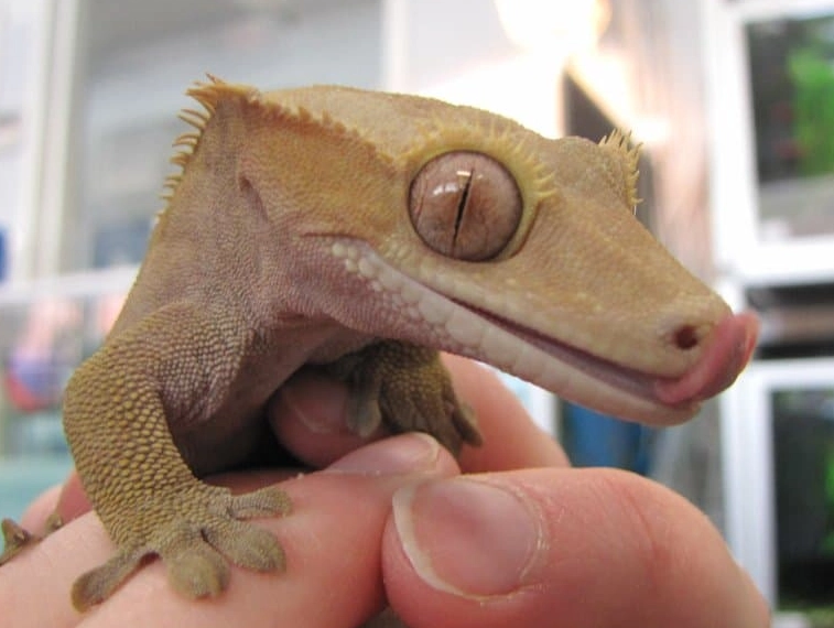 how often to mist crested gecko