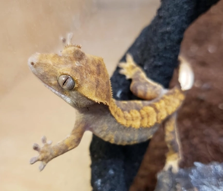 Does a spotted gecko need a heat lamp?