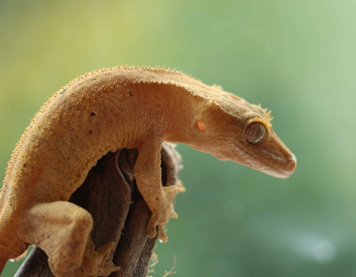 crested gecko humidity
