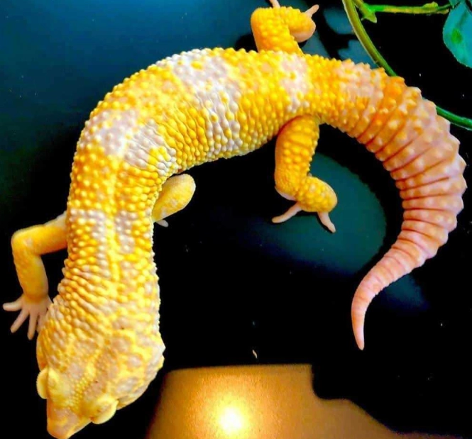 leopard gecko size comparison