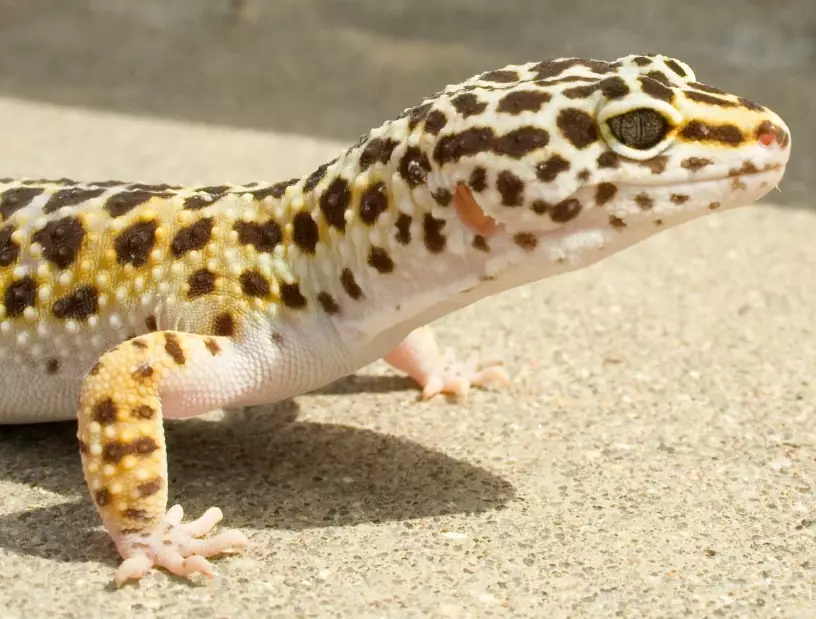 reptile habitat setup