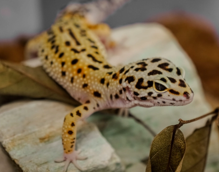 Spotted gecko care for beginners