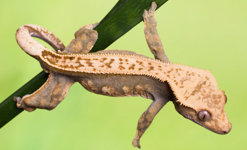crested gecko care