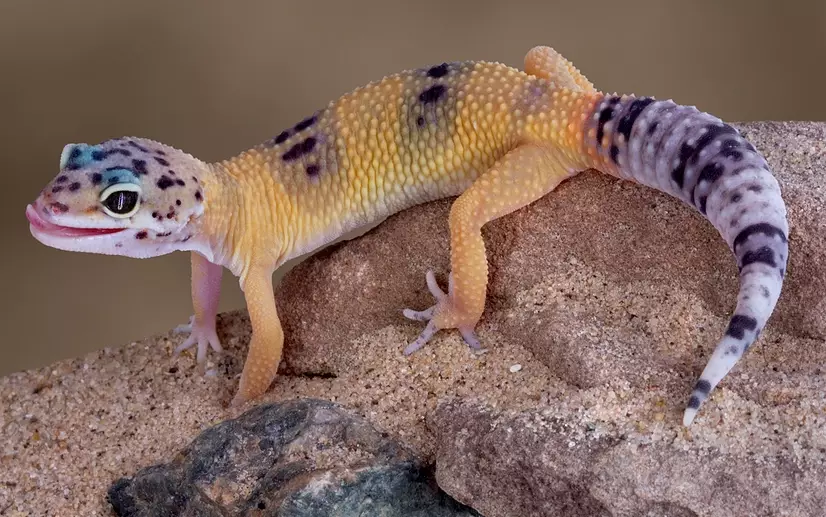 leopard gecko setup