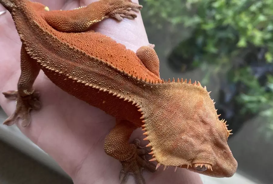 crested gecko heating setup