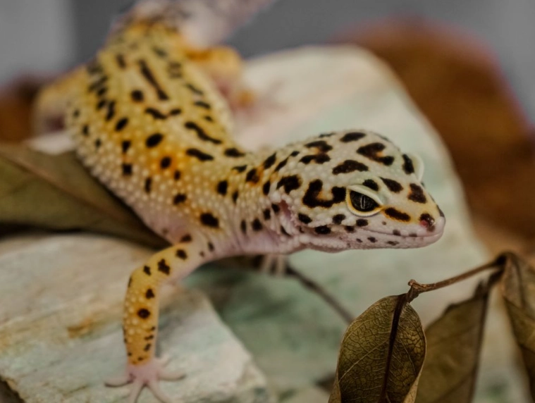Leopard gecko care for beginners