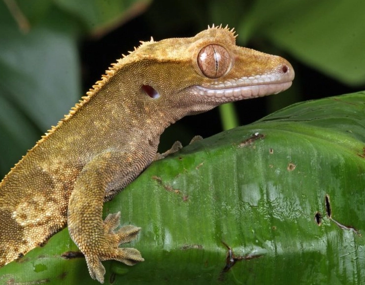 how to lower humidity for crested gecko