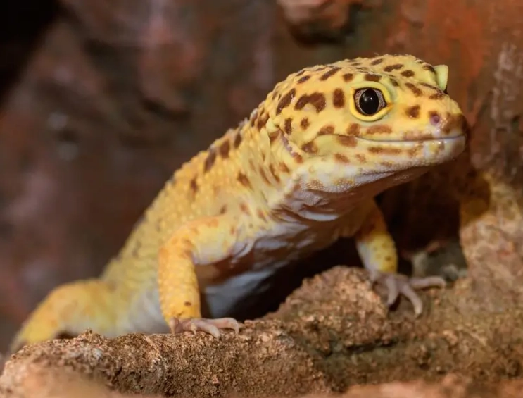 Giant leopard gecko lifespan