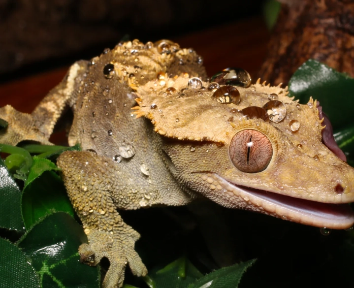 how to lower humidity for crested gecko