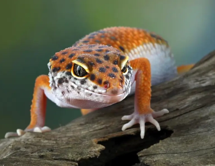 leopard gecko diet