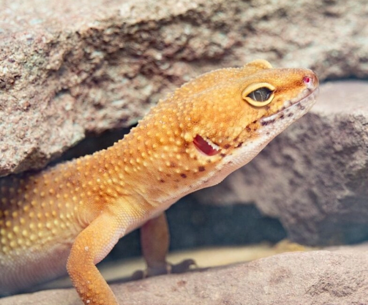 how long do leopard geckos live