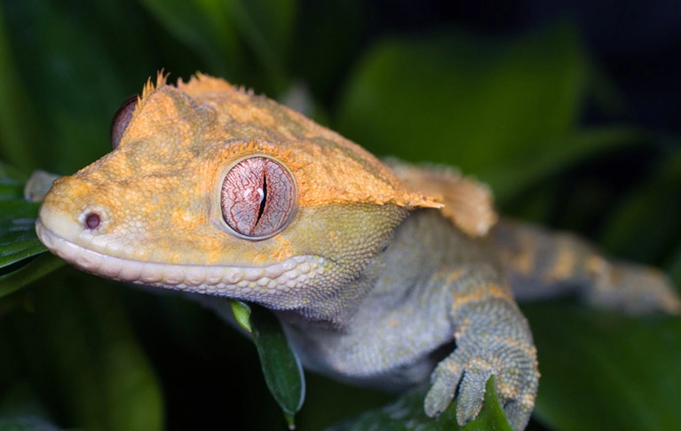How often should I mist a crested gecko?