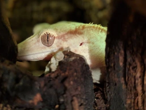 crested gecko heating setup