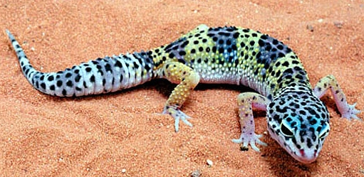Pink and blue leopard gecko