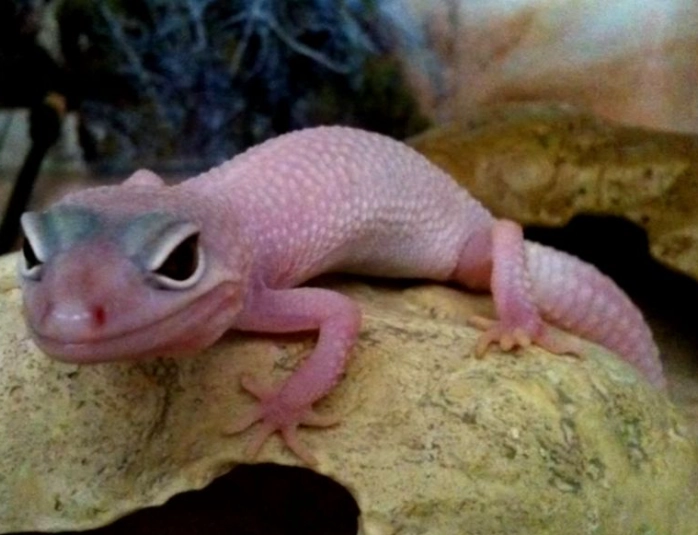 Are pink leopard geckos real?