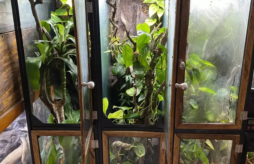 reptile habitat requirements