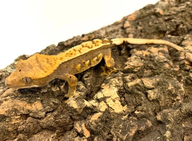 optimal crested gecko temperature