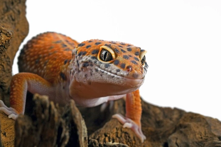 leopard gecko care for longevity