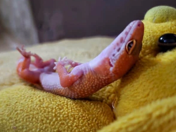 albino leopard gecko