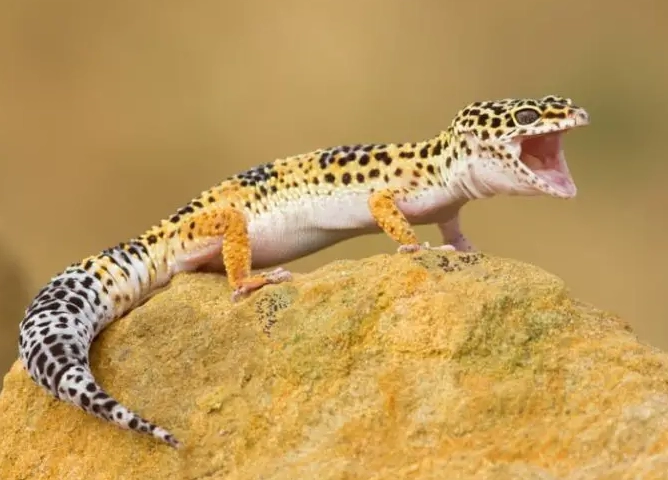 giant leopard gecko lifespan