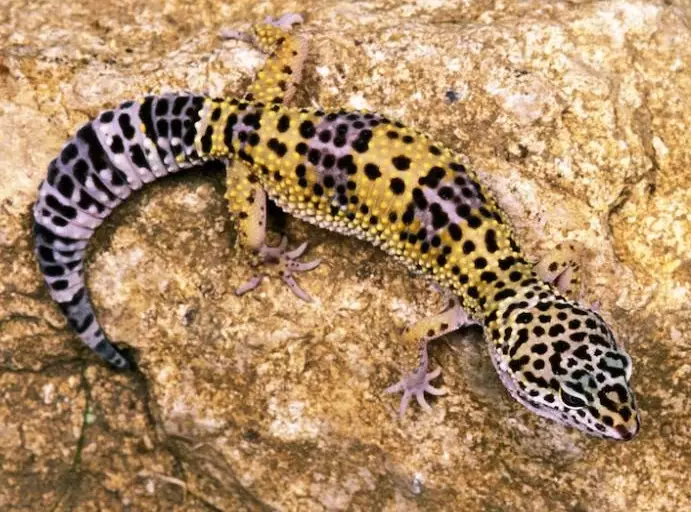leopard gecko care