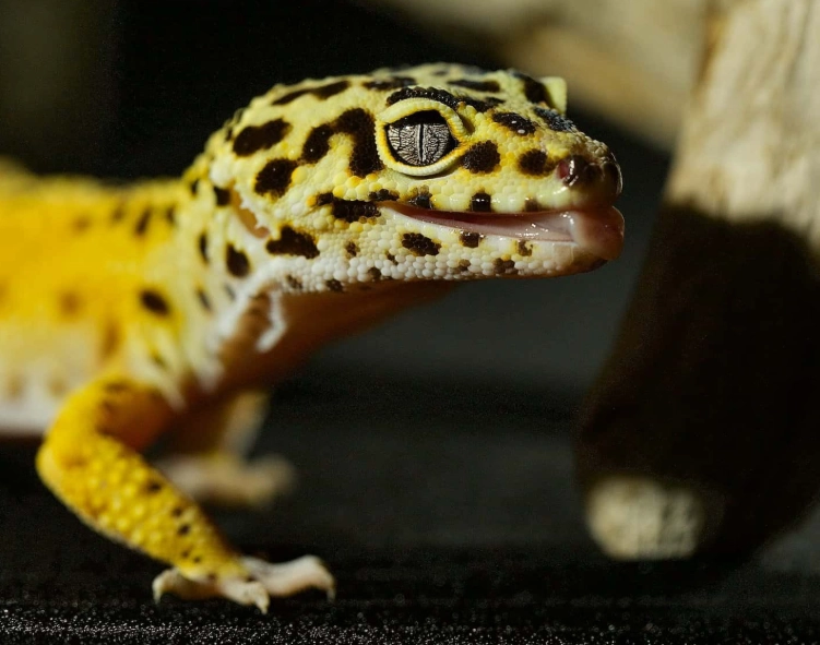 leopard gecko for beginners