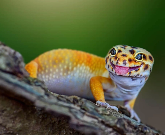 leopard gecko lifespan