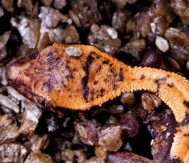 Crested gecko humidity too high