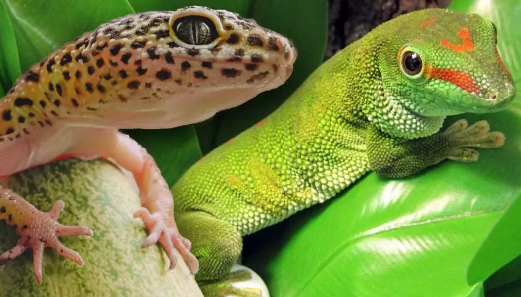 leopard gecko diet