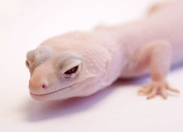 leopard gecko morphs