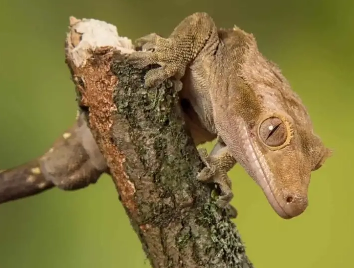 crested gecko respiratory infection