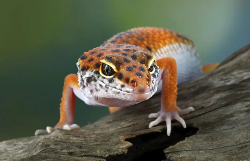 leopard gecko diet