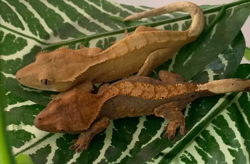 crested gecko humidity
