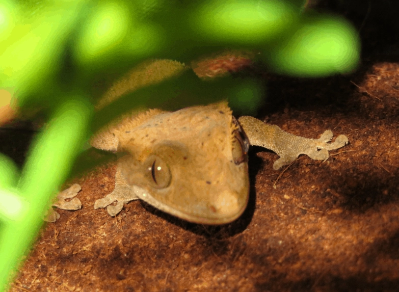 Crested gecko temperature