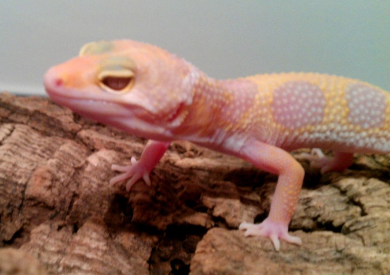 albino leopard gecko