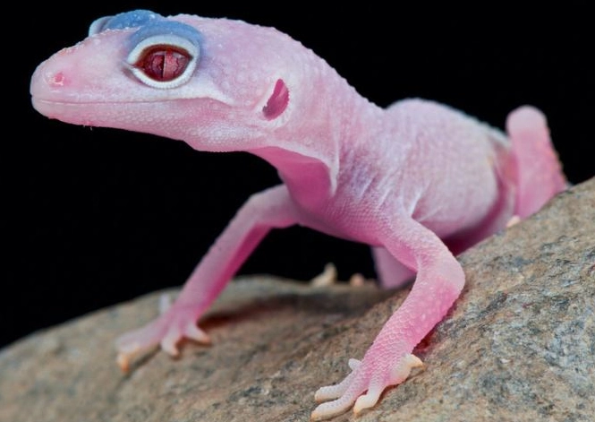 pink leopard gecko