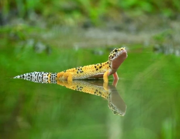 How hard is it to take care of a spotted gecko?