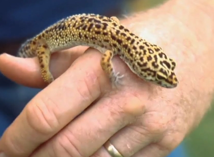 how to take care of a leopard gecko