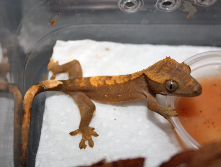 crested gecko tank size