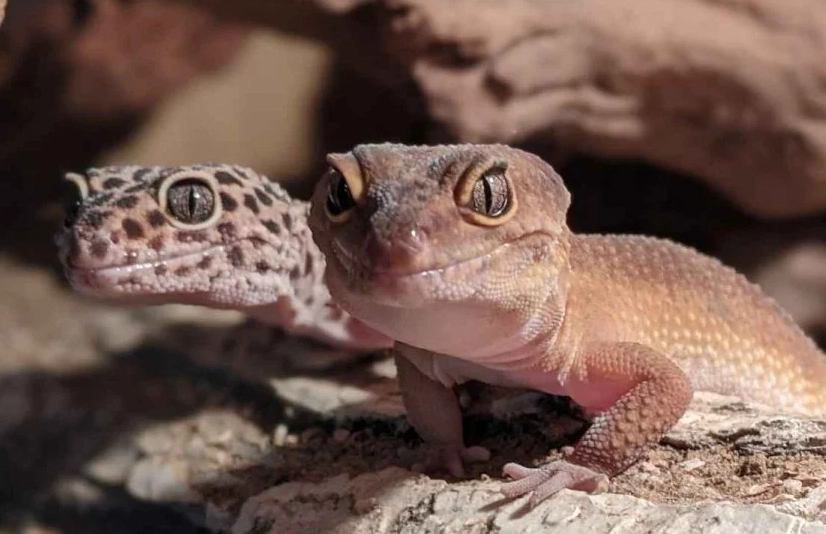 how long do leopard geckos live