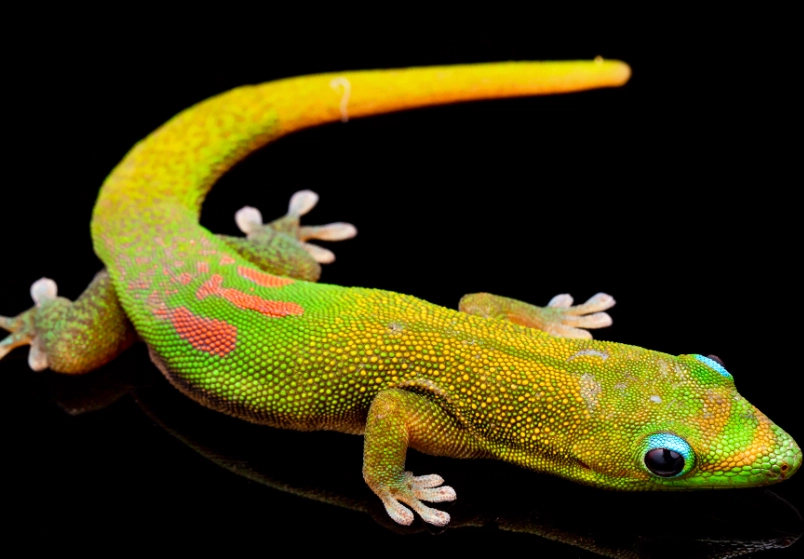 gold dust day gecko poisonous gold dust day gecko poisonous