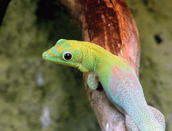 day gecko diet