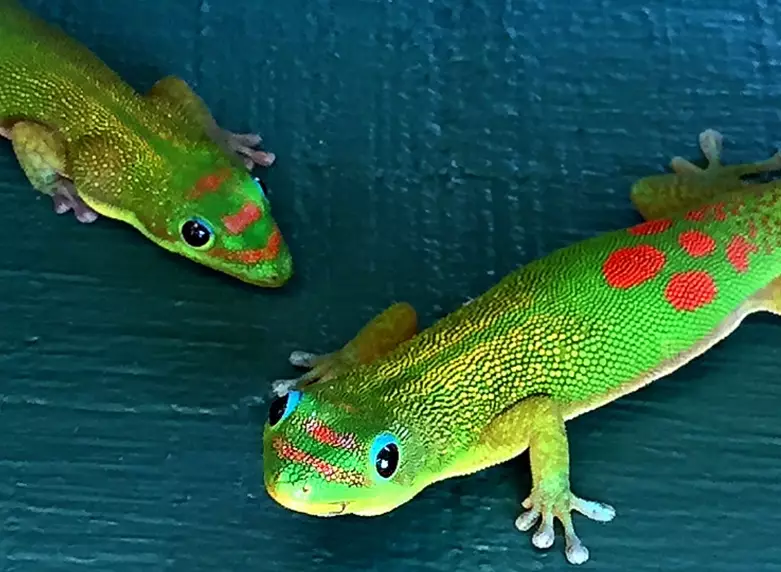 is gold dust day gecko venomous is gold dust day gecko venomous