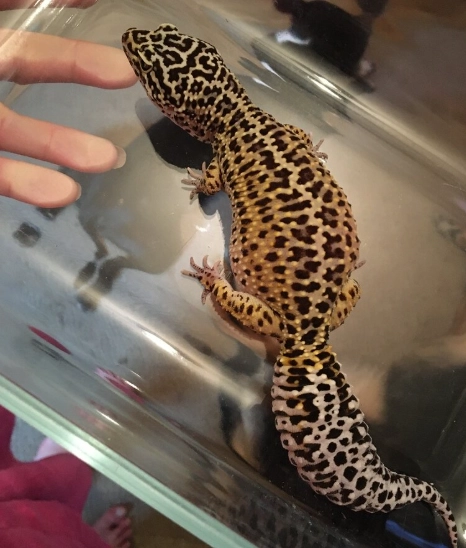Are giant leopard geckos real?