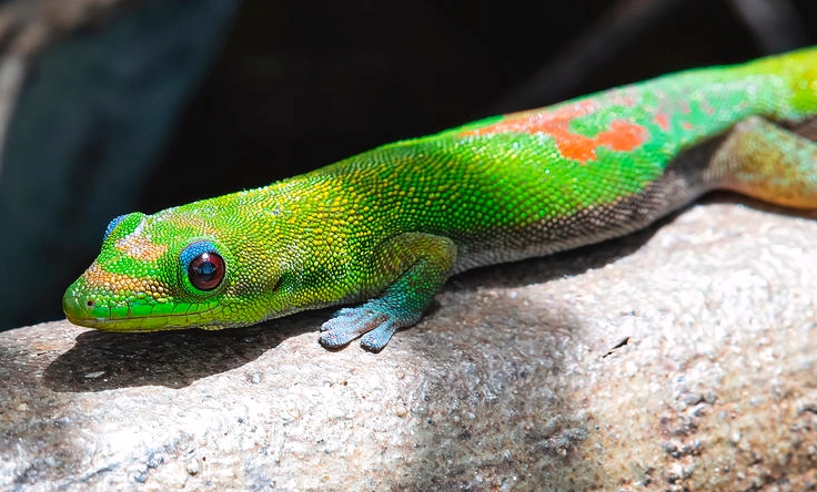 is gold dust day gecko venomous is gold dust day gecko venomous