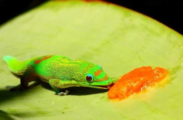 day gecko diet