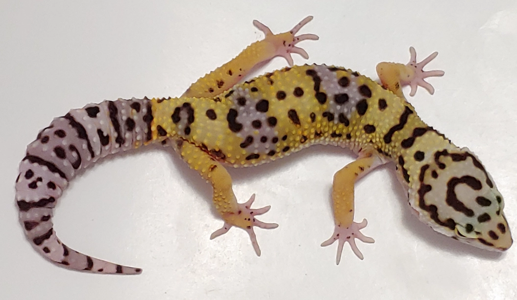 giant leopard geckos