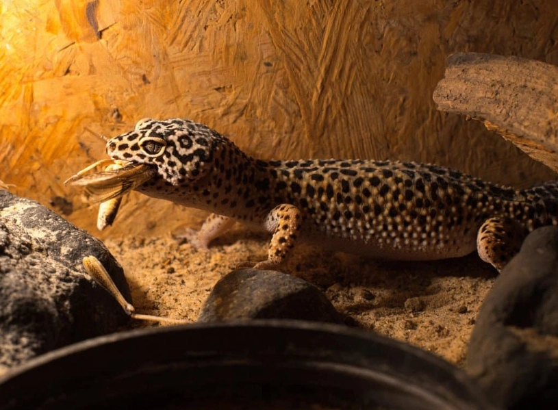 leopard gecko habitat size