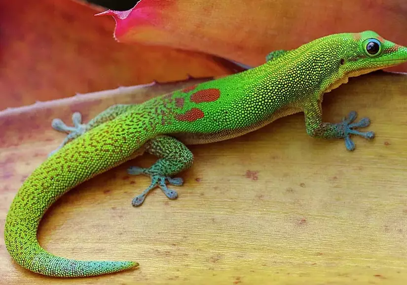 Day Gecko behavior