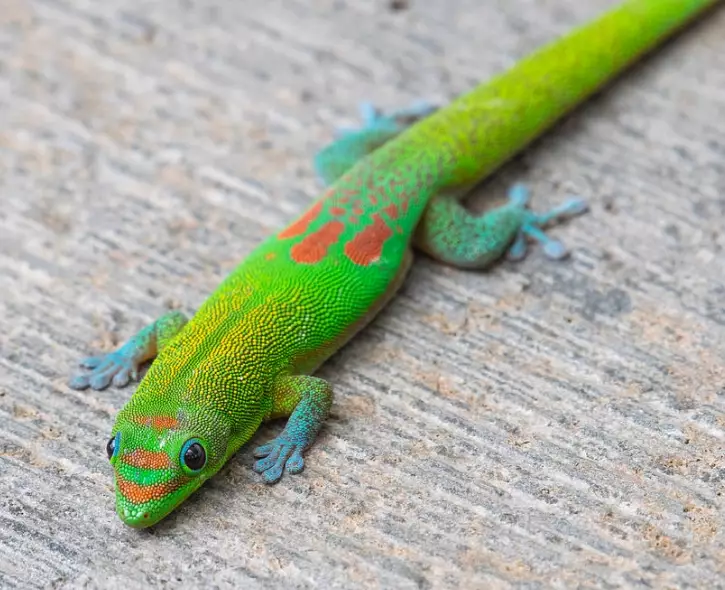 Gold Dust Gecko pet